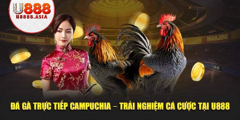 Đá Gà Trực Tiếp Campuchia – Trải Nghiệm Cá Cược Tại U888