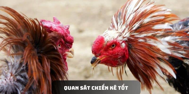Quan sát chiến kê tốt sẽ giúp bạn nhanh bắt được kèo thơm