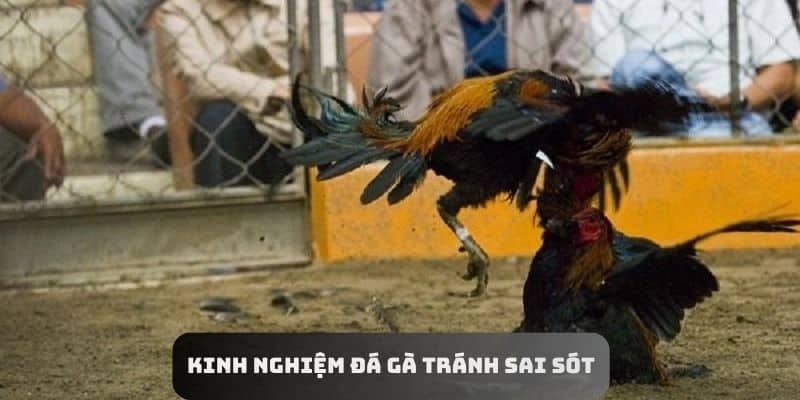 Kinh nghiệm đá gà để tránh sai sót khi cá cược