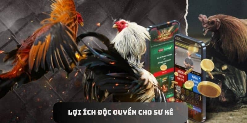 Lợi ích độc quyền cho sư kê tại nhà cái uy tín