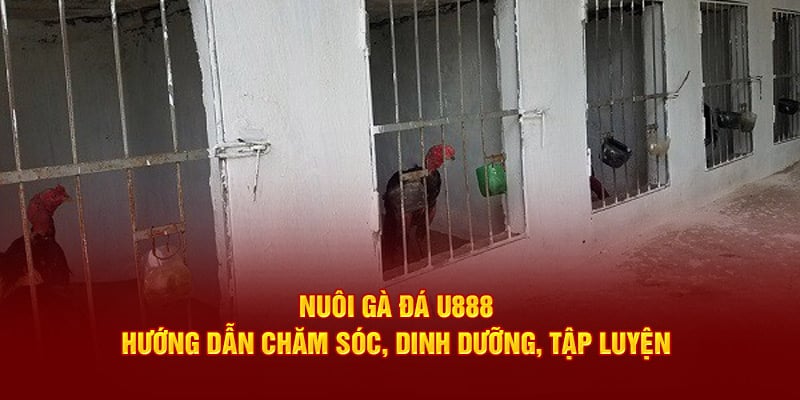 Nuôi Gà Đá U888 - Hướng Dẫn Chăm Sóc, Dinh Dưỡng, Tập Luyện