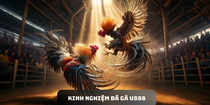 Kinh nghiệm đá gà U888 - Mẹo cược thành công cho sư kê