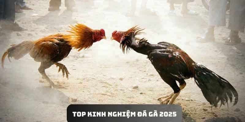 Top kinh nghiệm đá gà đáng tham khảo trong 2025